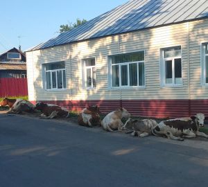 Под окнами пензенских чиновников коровы устроили лежбище