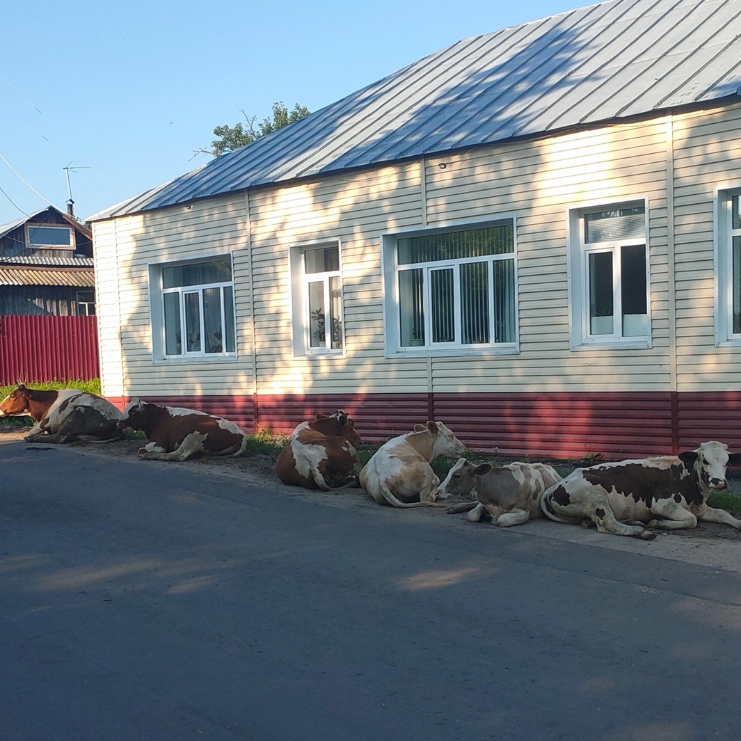 Под окнами пензенских чиновников коровы устроили лежбище