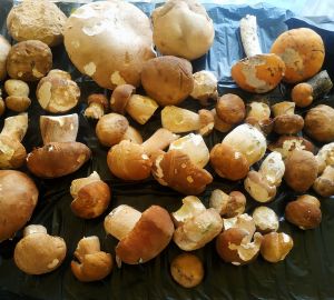 Пензенцы делятся в социальных сетях фотографиями трофеев после охоты за грибами