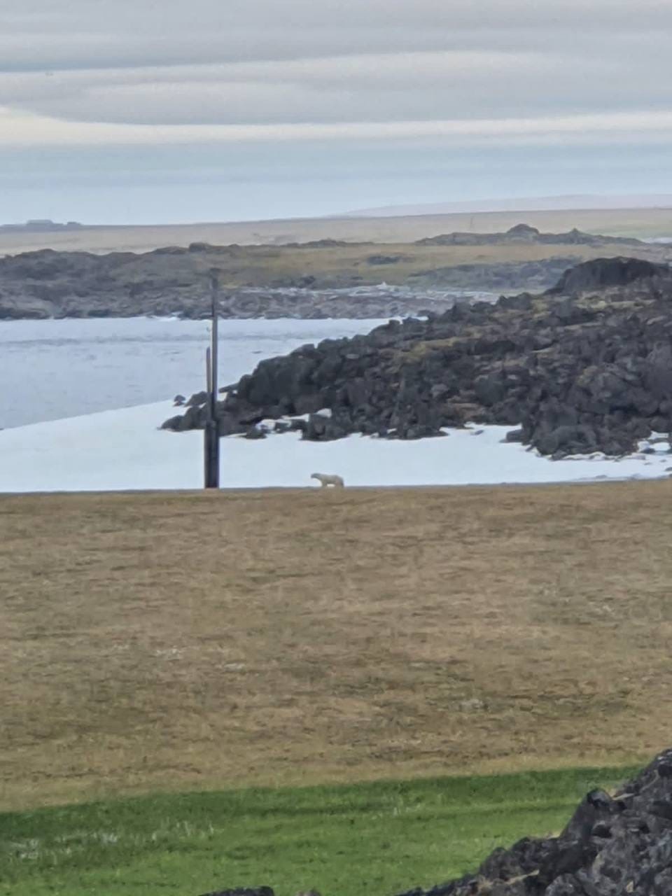 В Диксоне ветеринары спасли белую медведицу, у которой в пасти застряла банка сгущенки