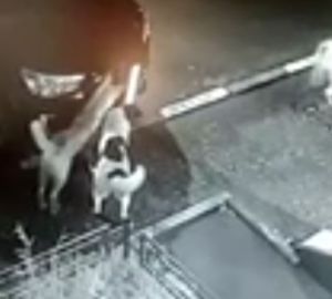 В микрорайоне ГПЗ бродячие собаки сорвали номера с припаркованной машины