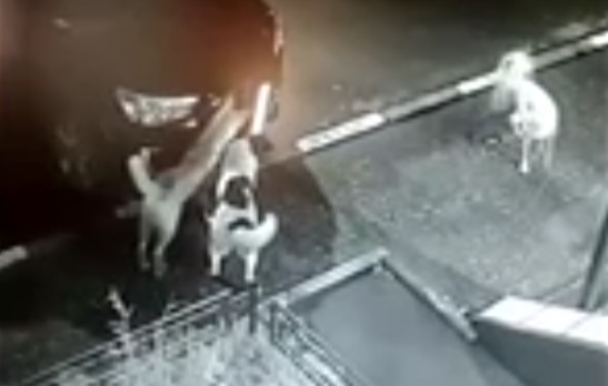 В микрорайоне ГПЗ бродячие собаки сорвали номера с припаркованной машины