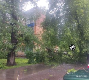 В Пензе от сильного ливня повалились деревья