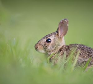 Путин подписал закон, разрешающий разводить кроликов на дачах