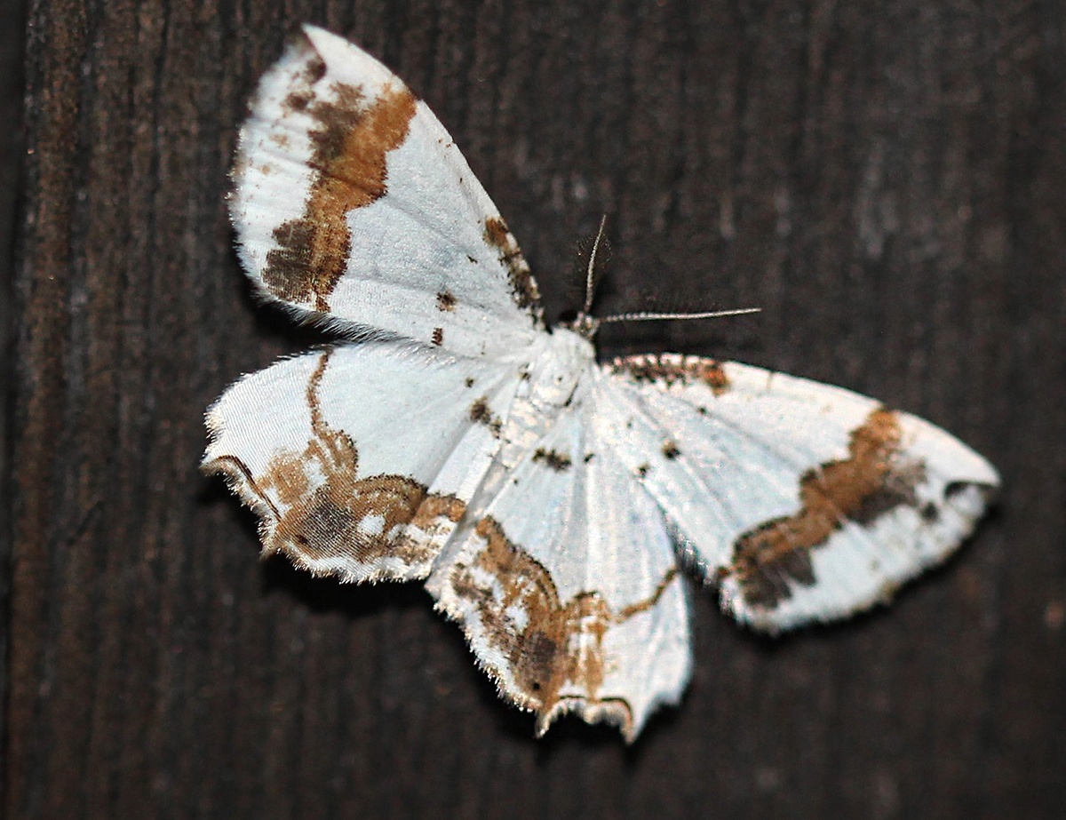 Пензенцам предлагают премию за поимку редкого вида бабочки