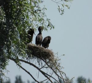 На Сурском водохранилище впервые в области подтверждено гнездование большого баклана