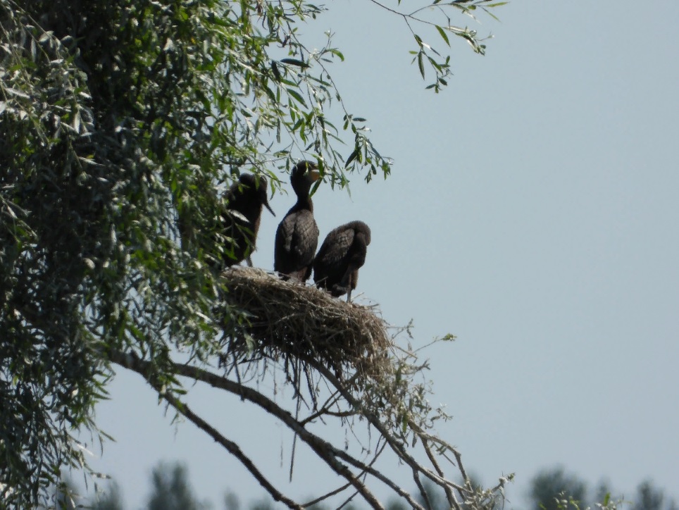 На Сурском водохранилище впервые в области подтверждено гнездование большого баклана