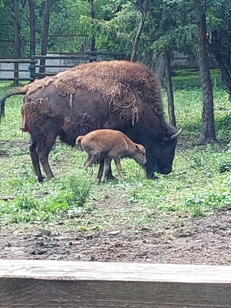 В зоопарке Пензы родился бизон