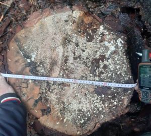 В Пензенской области ищут браконьера, который спилил деревья почти на 100 тысяч рублей