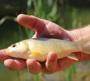 Жителю Вадинского района грозит тюремный срок за незаконную рыбалку