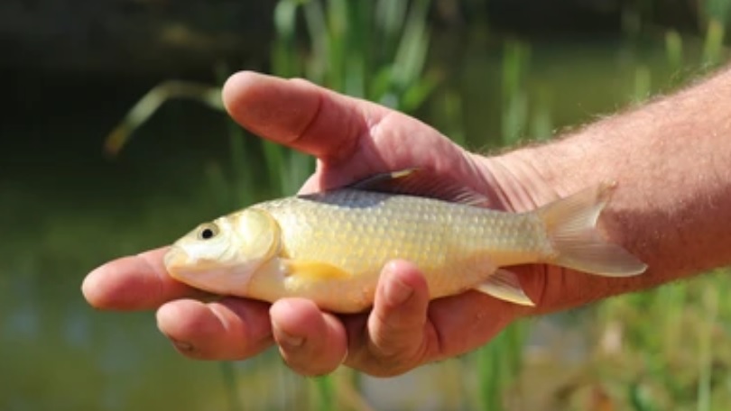 Жителю Вадинского района грозит тюремный срок за незаконную рыбалку