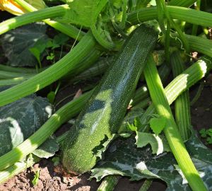 Пензенцам рекомендуют есть больше молодых кабачков, баклажанов и капусты