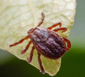 С начала сезона больше 1000 пензенцев пострадали от укусов клещей