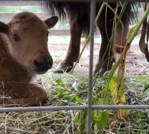 У любимцев Пензенского зоопарка родился очаровательный бизон