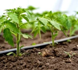 Как сэкономить на организации капельного полива на своем участке