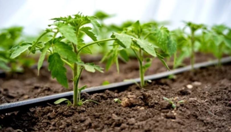 Как сэкономить на организации капельного полива на своем участке