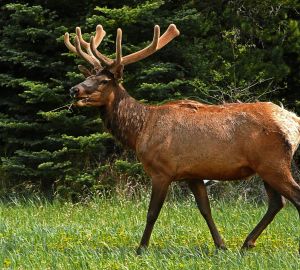 В Минлесхозе рассказали, куда обращаться при обнаружении раненых диких животных