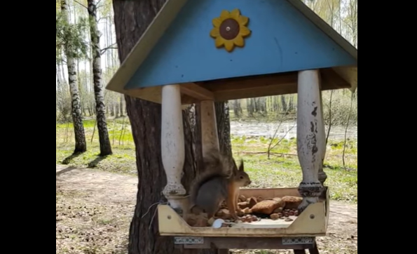 Жительницу ГПЗ возмутила вырубка рощи ради строительства школы