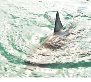 Что известно об акулах в Египте, и каковы действия местной власти