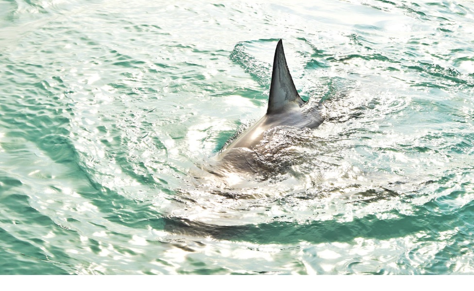 Что известно об акулах в Египте, и каковы действия местной власти