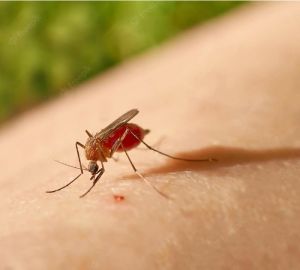 Онколог рассказал, как по укусу комара можно обнаружить рак