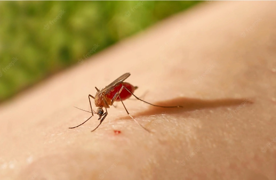 Онколог рассказал, как по укусу комара можно обнаружить рак