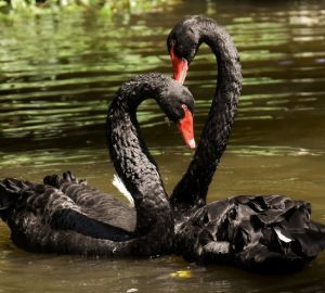 В Пензенском зоопарке у лебедя Мартина появилась подруга