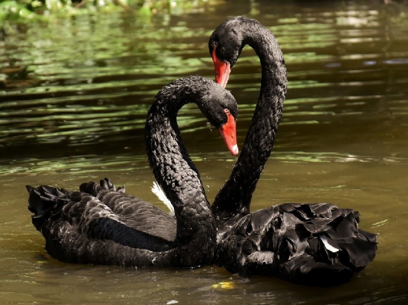 В Пензенском зоопарке у лебедя Мартина появилась подруга