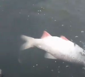 Сотрудники Минлесхоза выяснят, почему в реке Нижнеломовского района гибнет рыба