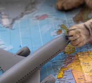 В Минтрансе рассмотрят изменения условий провоза животных в самолете