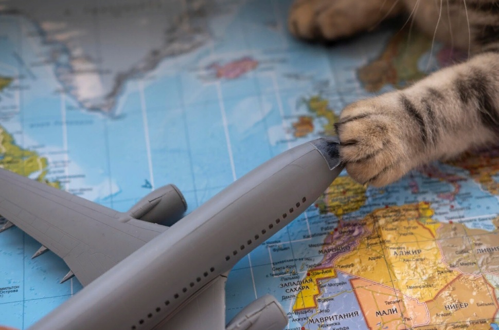 В Минтрансе рассмотрят изменения условий провоза животных в самолете