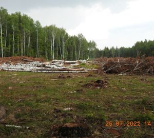 В Кузнецком районе выявили еще 4 нарушения лесного законодательства