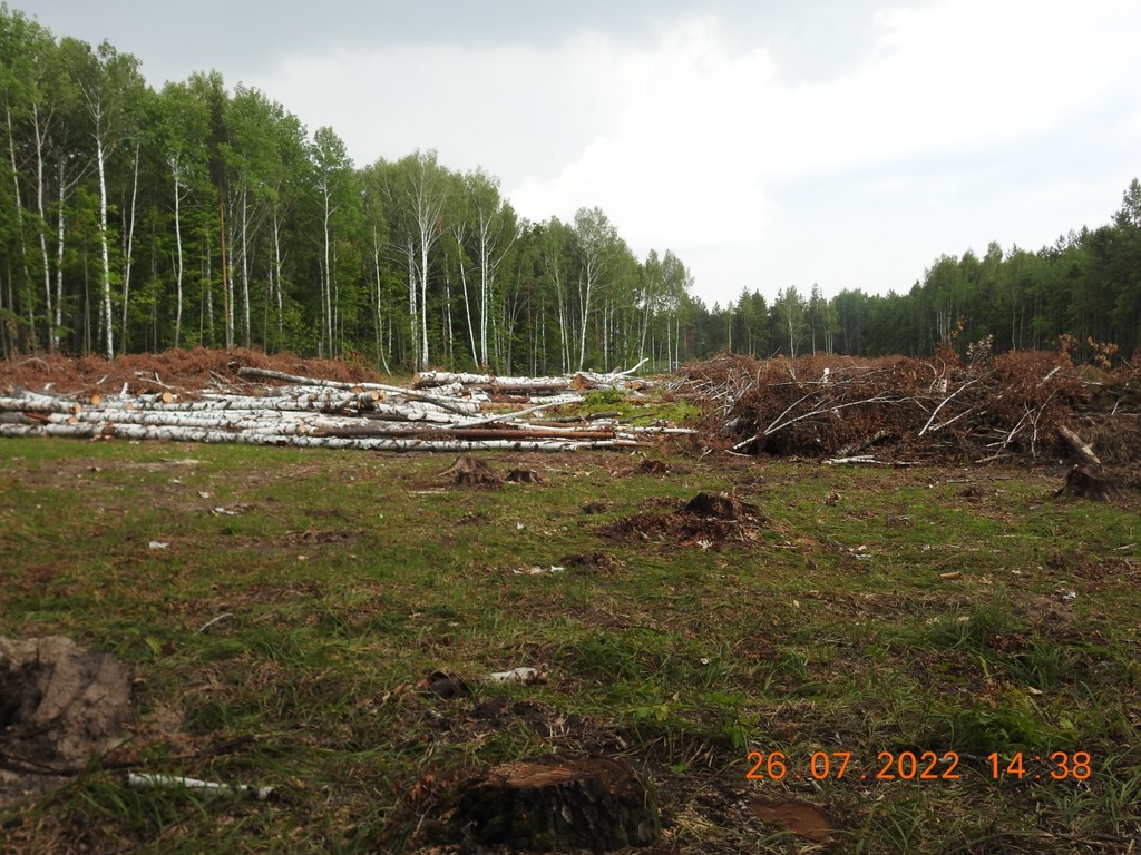 В Кузнецком районе выявили еще 4 нарушения лесного законодательства
