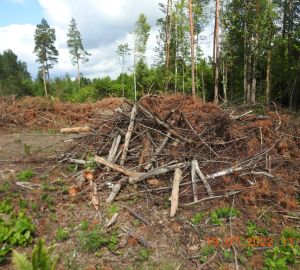В Пензенской области жители еще 4 раза нарушили противопожарный режим в лесах