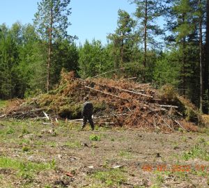 В Кузнецком лесничестве девять раз нарушили санитарную и пожарную безопасность