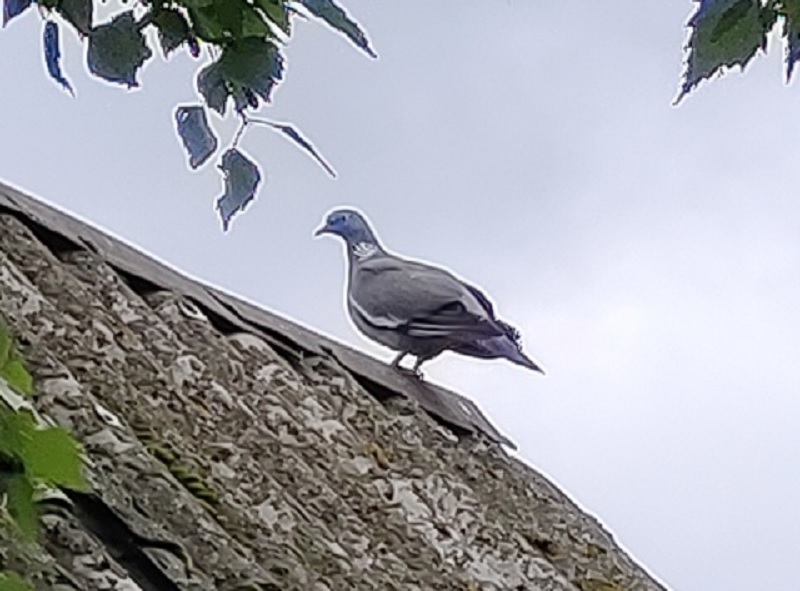 Житель Пензы рассказал, что в Земетчино поселился вяхирь