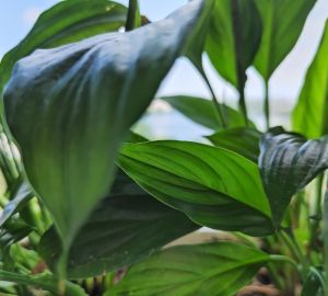 Жители Терновки требуют привести в порядок "дорожку жизни"