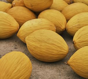 Пензенцев предупредили о вреде дыни