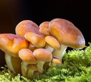 Пензенским грибникам назвали дату начала грибного сезона