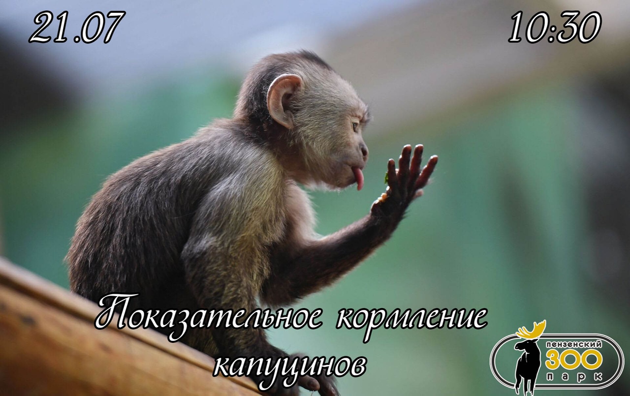 В пензенском зоопарке состоится кормление обезьян-капуцинов