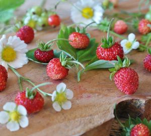 Диетолог рассказал о пользе лесной земляники