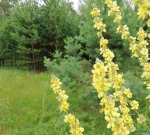 В Пензенской области спасатели быстро нашли пропавшего в лесу юношу
