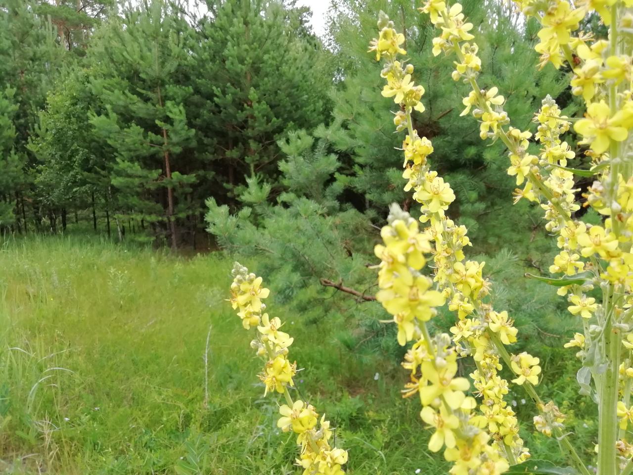 В Пензенской области спасатели быстро нашли пропавшего в лесу юношу