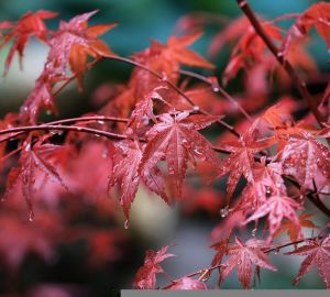 Покупка японского клена обернулась для кузнечанки походом в полицию