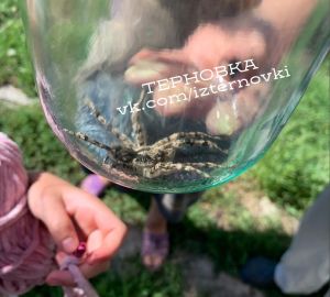 Жители Терновки обнаружили в огороде ядовитого тарантула