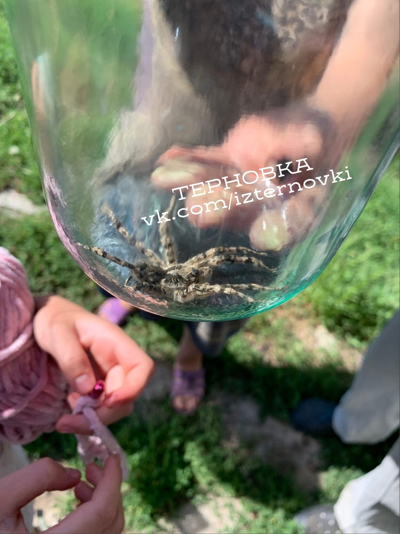 Жители Терновки обнаружили в огороде ядовитого тарантула