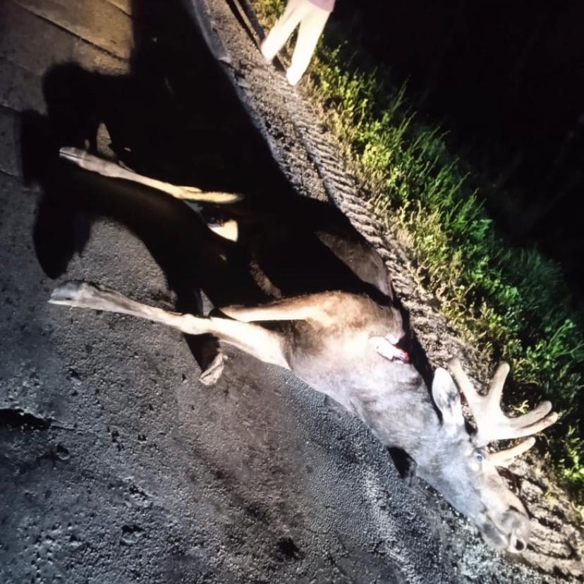 В ГИБДД рассказали подробности ДТП с лосем в Городищенском районе