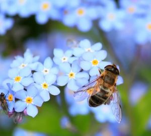Жителей Нижнеломовского района призвали не выпускать пчел