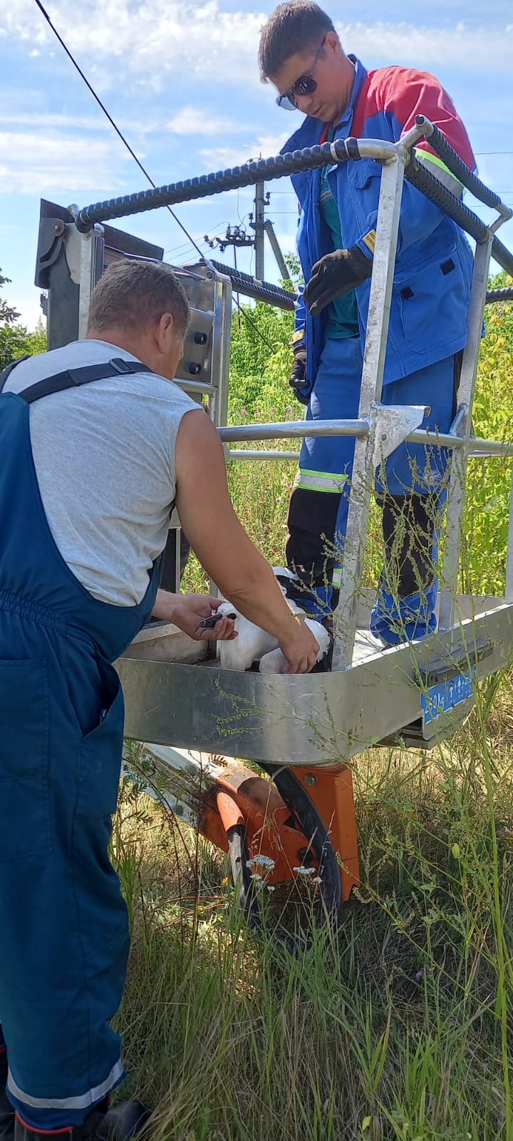В Сердобском районе сотрудники Минлесхоза спасли птенца аиста