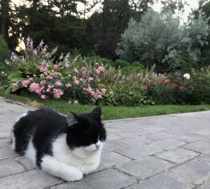 Пензячка переживает за судьбу кошек, которых выгнали из Ботанического сада